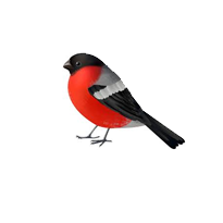 Giống chim - vẹt