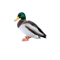 Dịch vụ điều trị tại nhà cho vịt