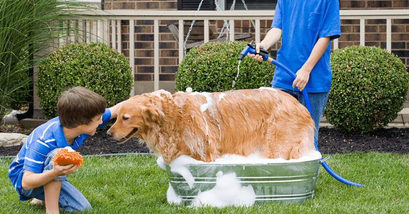 Kỹ thuật nuôi chó mèo và phòng trị bệnh thường gặp
