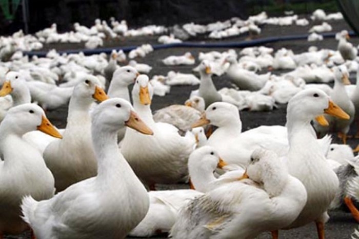 Lên lịch đi tiêm thuốc phòng bệnh gia cầm