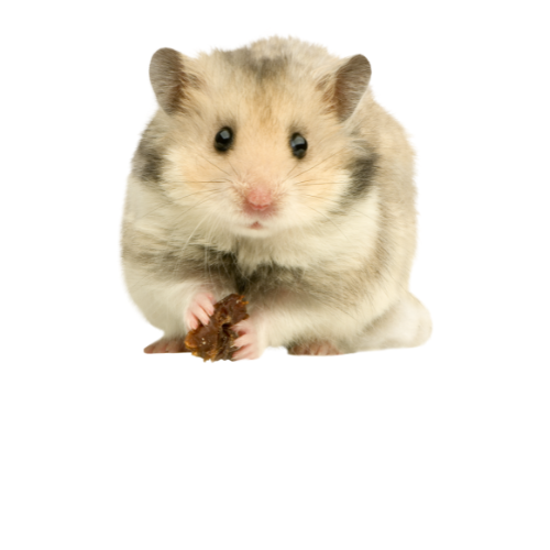 chuột hamster
