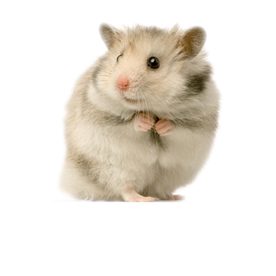Hamster