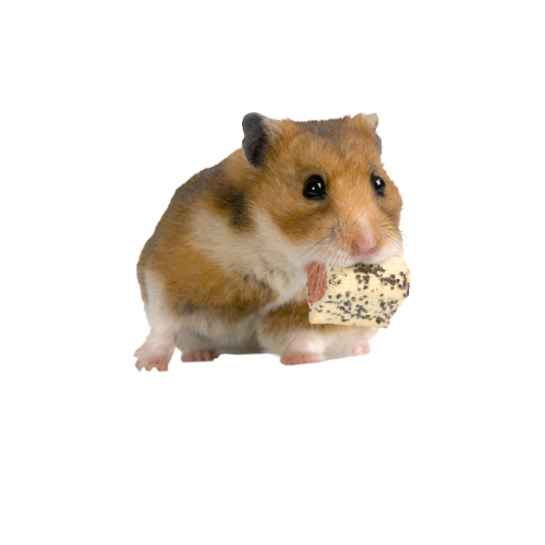 Chuột Hamster