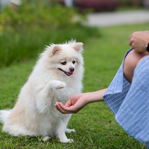 HUẤN LUYỆN THÚ CƯNG