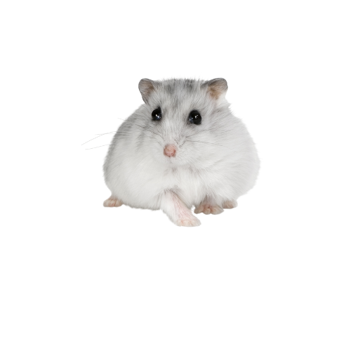 Chuột Hamster