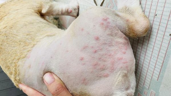 BẬT MÍ BÍ QUYẾT XỬ LÝ VIÊM DA TRÊN CHÓ CỦA CHUYÊN GIA