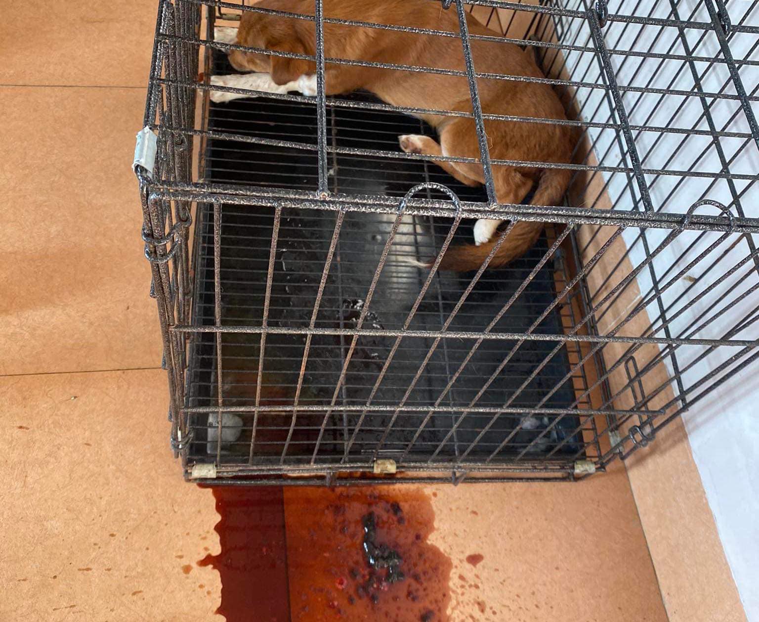 BỆNH PARVO TRÊN CHÓ – CANINE PARVOVIRUS