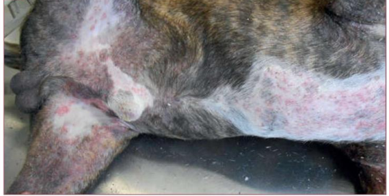 10 VẤN ĐỀ VỀ DA CHÓ CƯNG HAY MẮC PHẢI