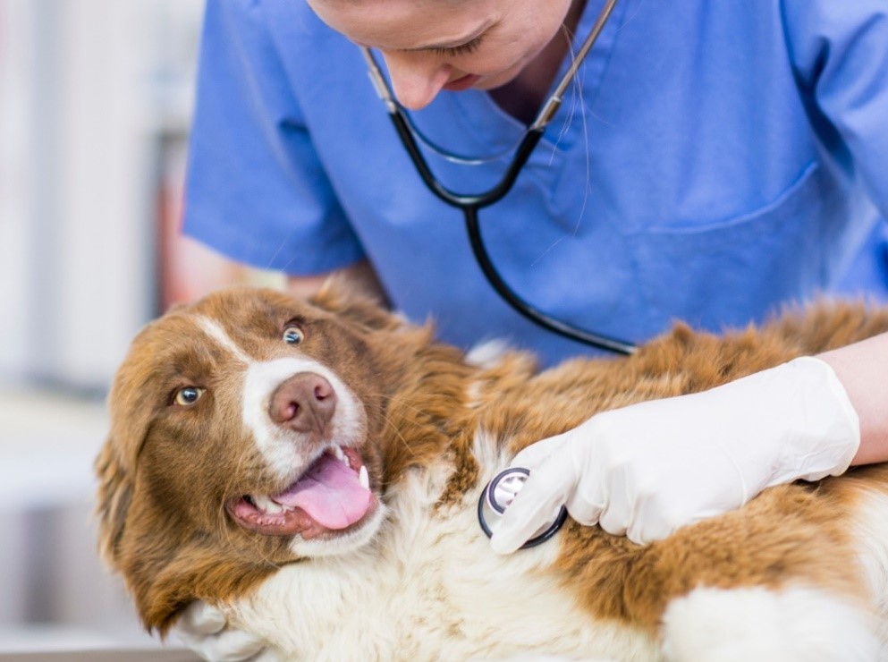 VIÊM PHẾ QUẢN MÃN TÍNH Ở CHÓ (COPD): CÁC TRIỆU CHỨNG CẦN CHÚ Ý VÀ CÁCH ĐIỀU TRỊ