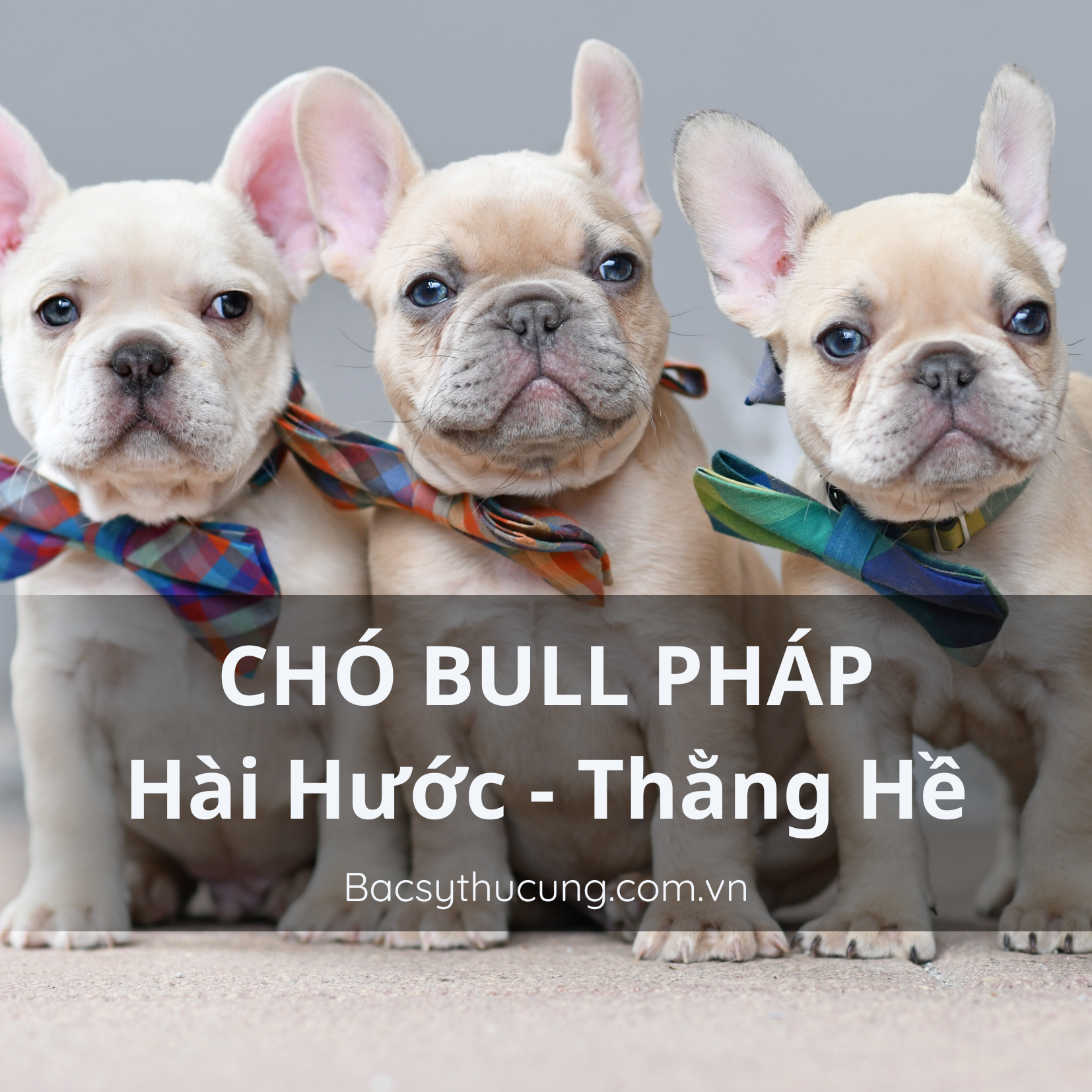 TẤT TẦN TẬT VỀ CHÓ BULL PHÁP