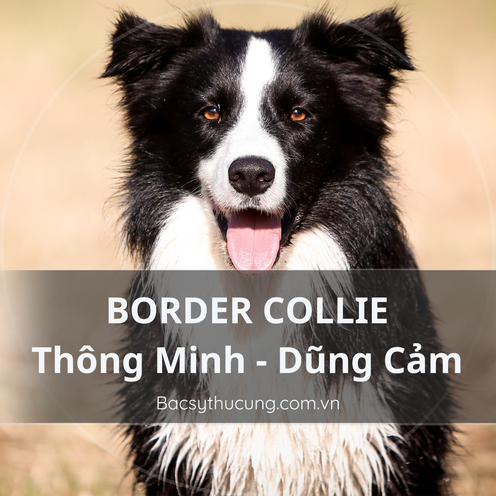 GIỐNG CHÓ BORDER COLLIE