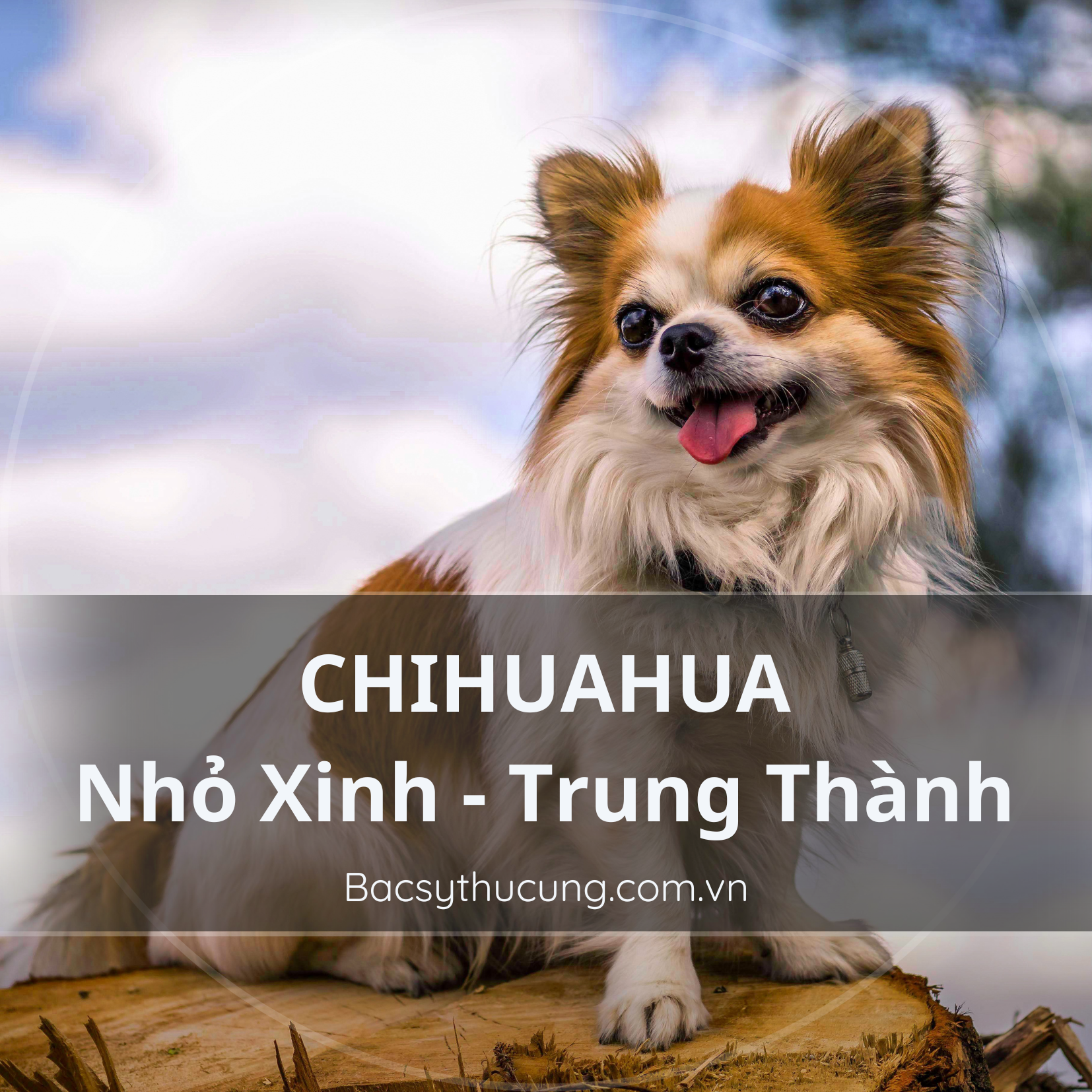 CHÓ CHIHUAHUA: NHỎ NHƯNG CÓ VÕ