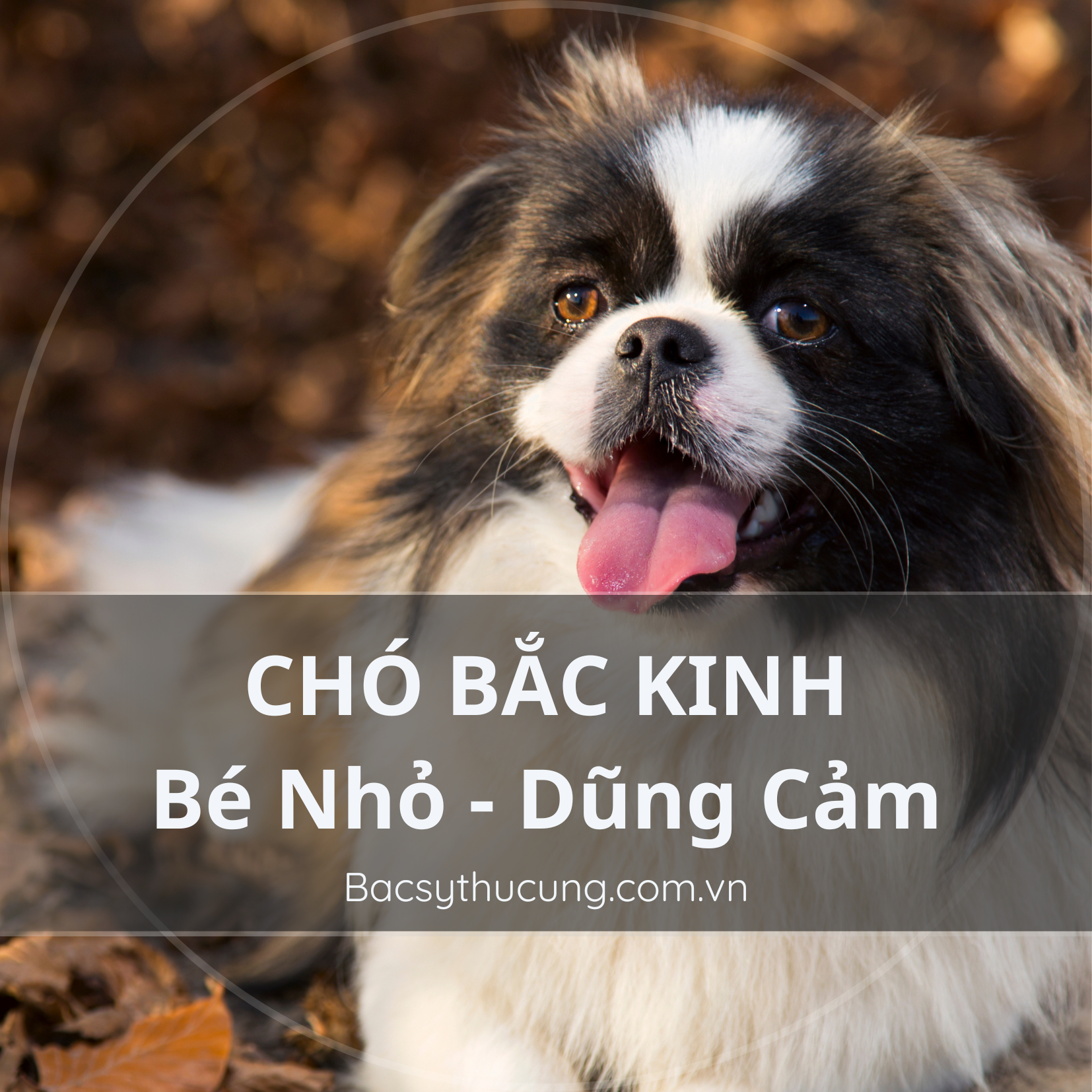 CHÓ BẮC KINH - TỔNG QUAN NGUỒN GỐC, ĐẶC ĐIỂM VÀ CHĂM SÓC