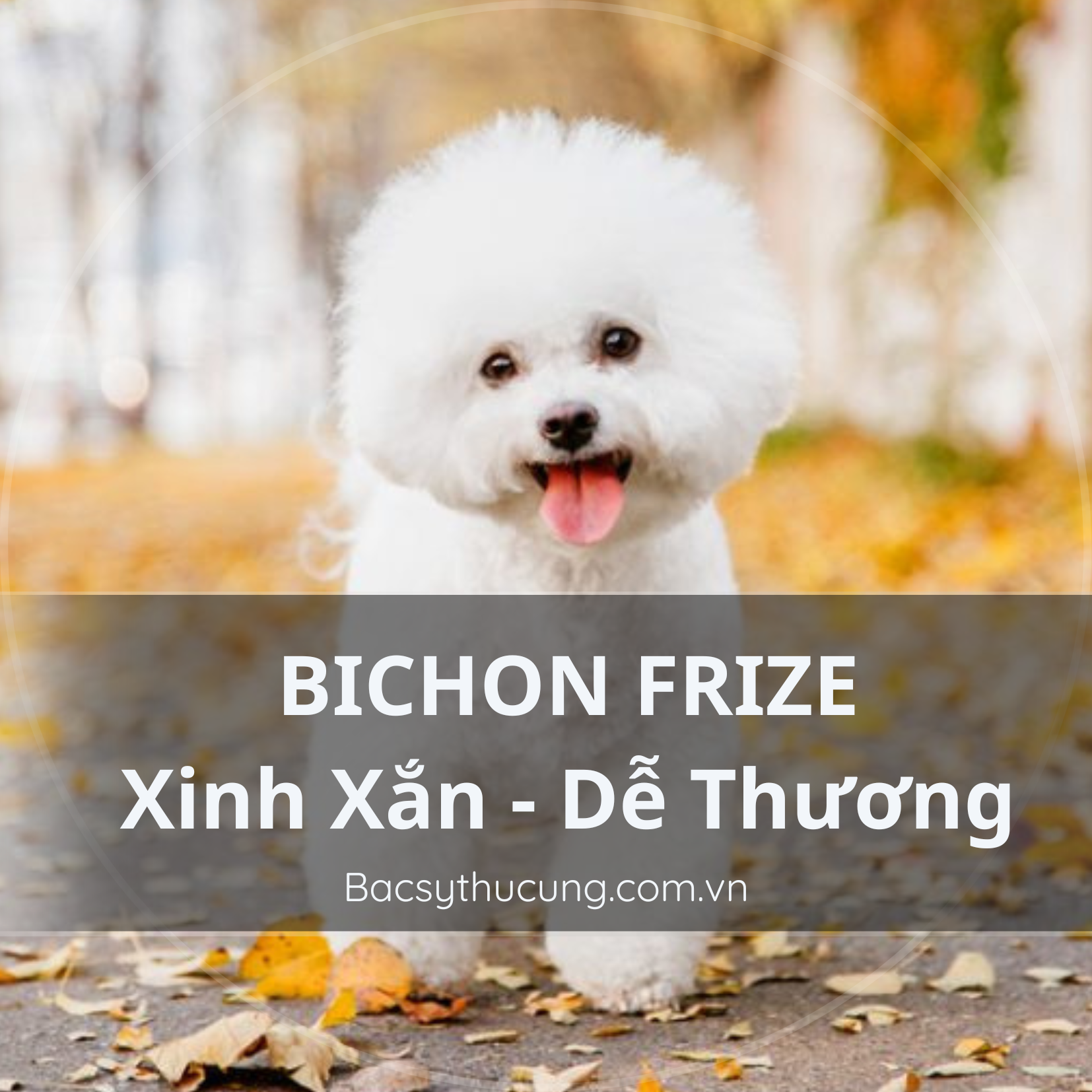 GIỐNG CHÓ BICHON FRIZE XINH XẮN DỄ THƯƠNG