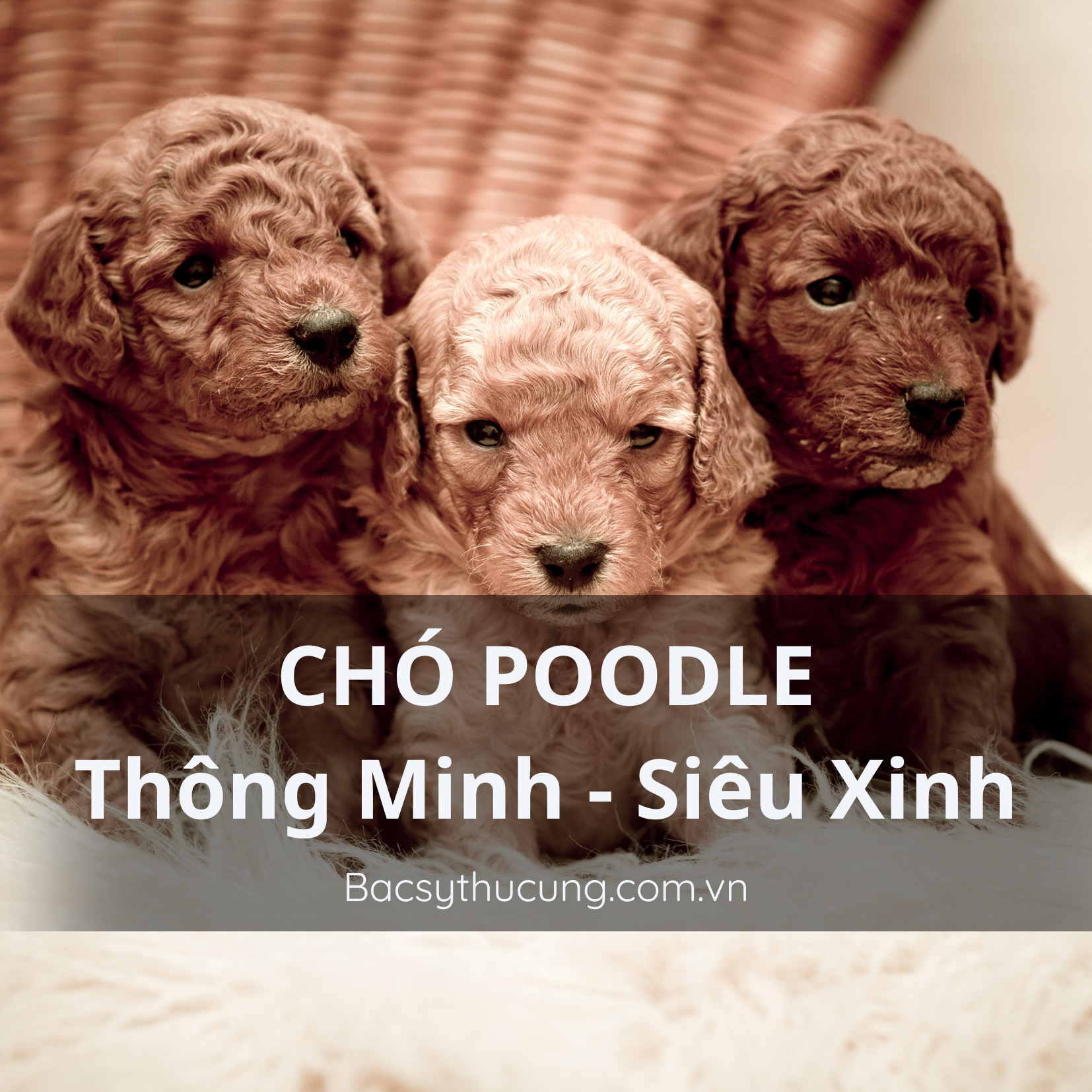 GIỐNG CHÓ POODLES