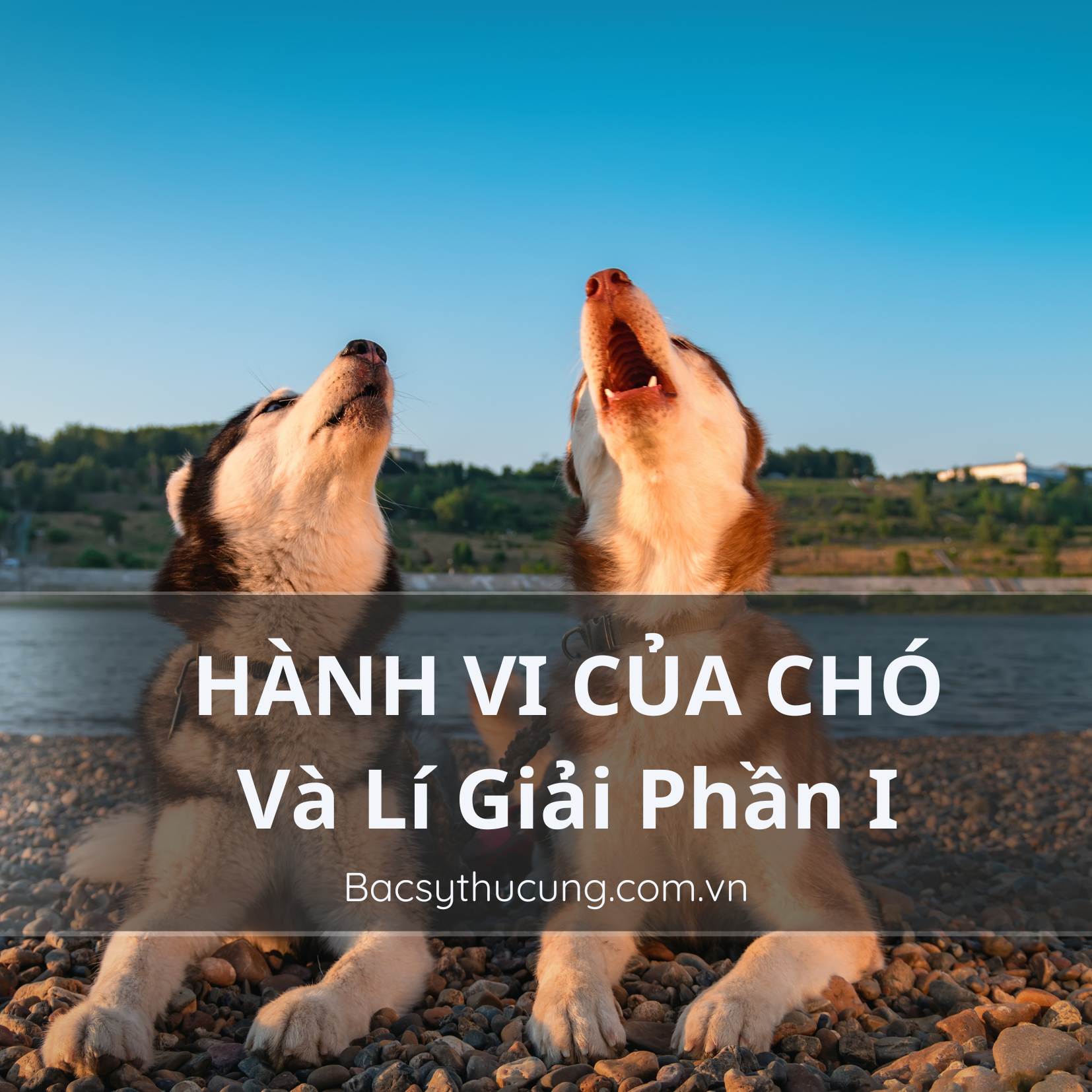 HÀNH VI PHỔ BIẾN CỦA CHÓ VÀ Ý NGHĨA CỦA CHÚNG Phần 1