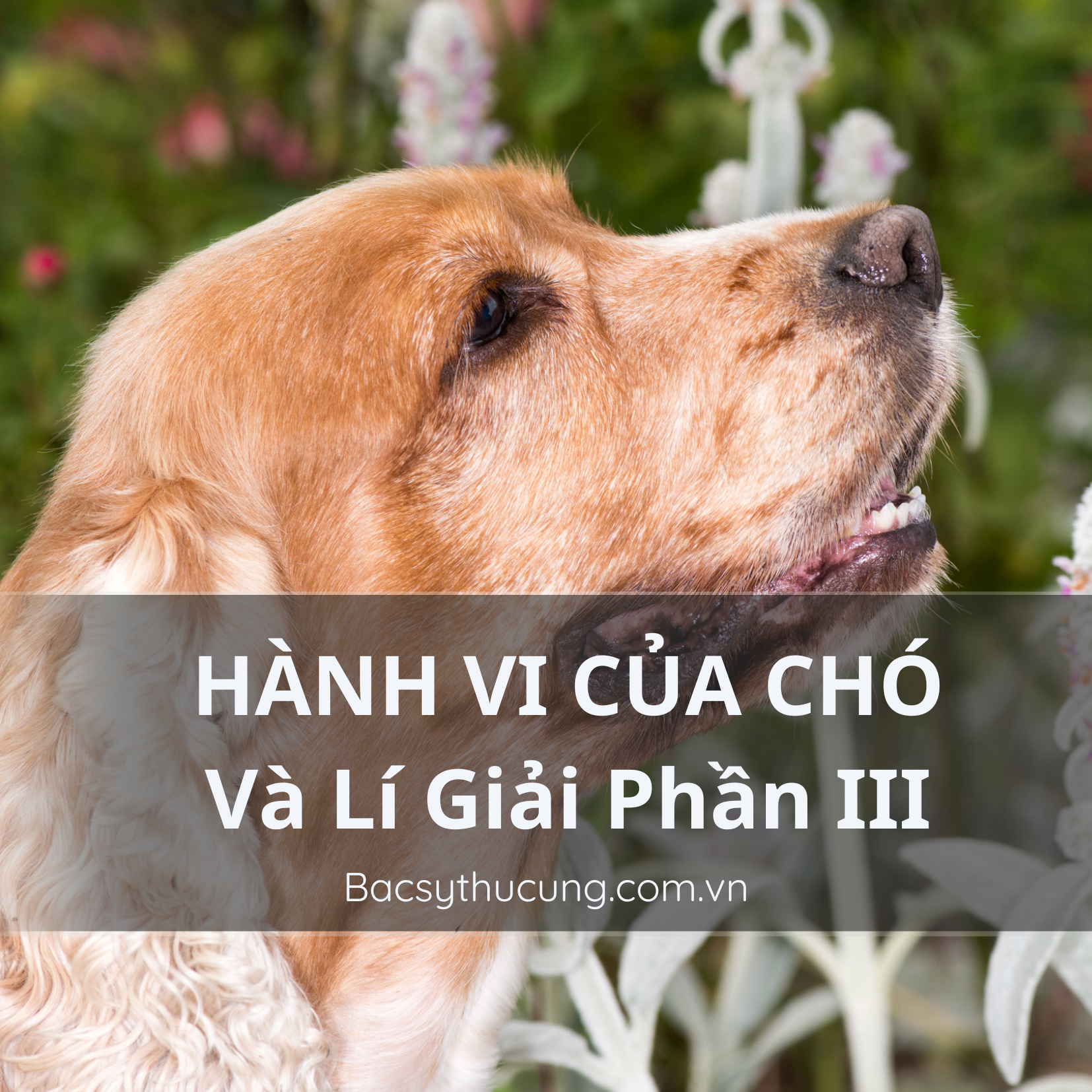 CÁC HÀNH VI CỦA CÚN VÀ HÀNH TRÌNH LÍ GIẢI NGUYÊN NHÂN??? Phần 3