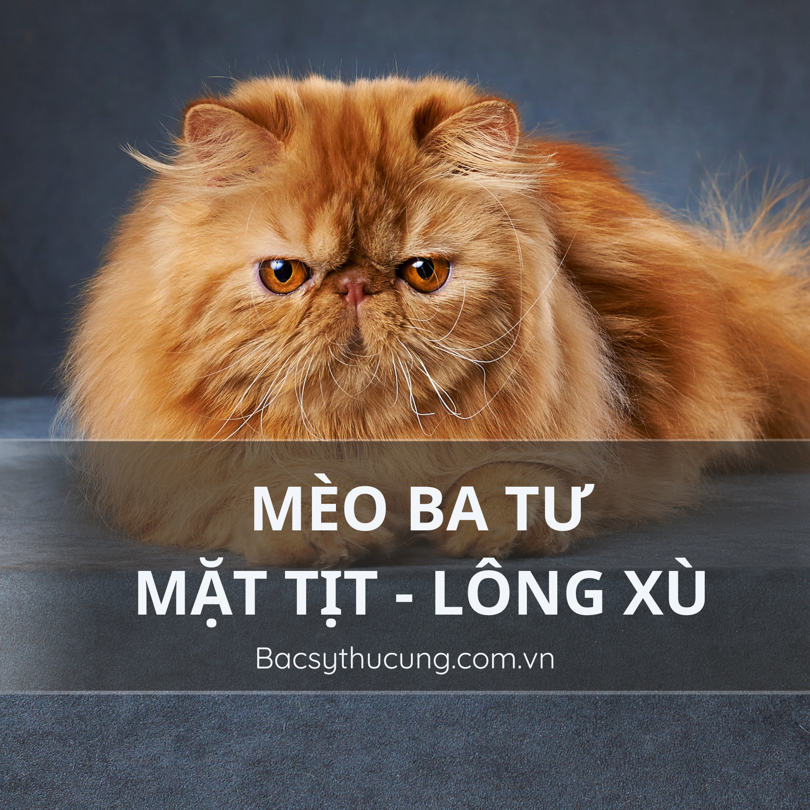 GIỐNG MÈO BA TƯ – MÈO CẢNH LÔNG XÙ