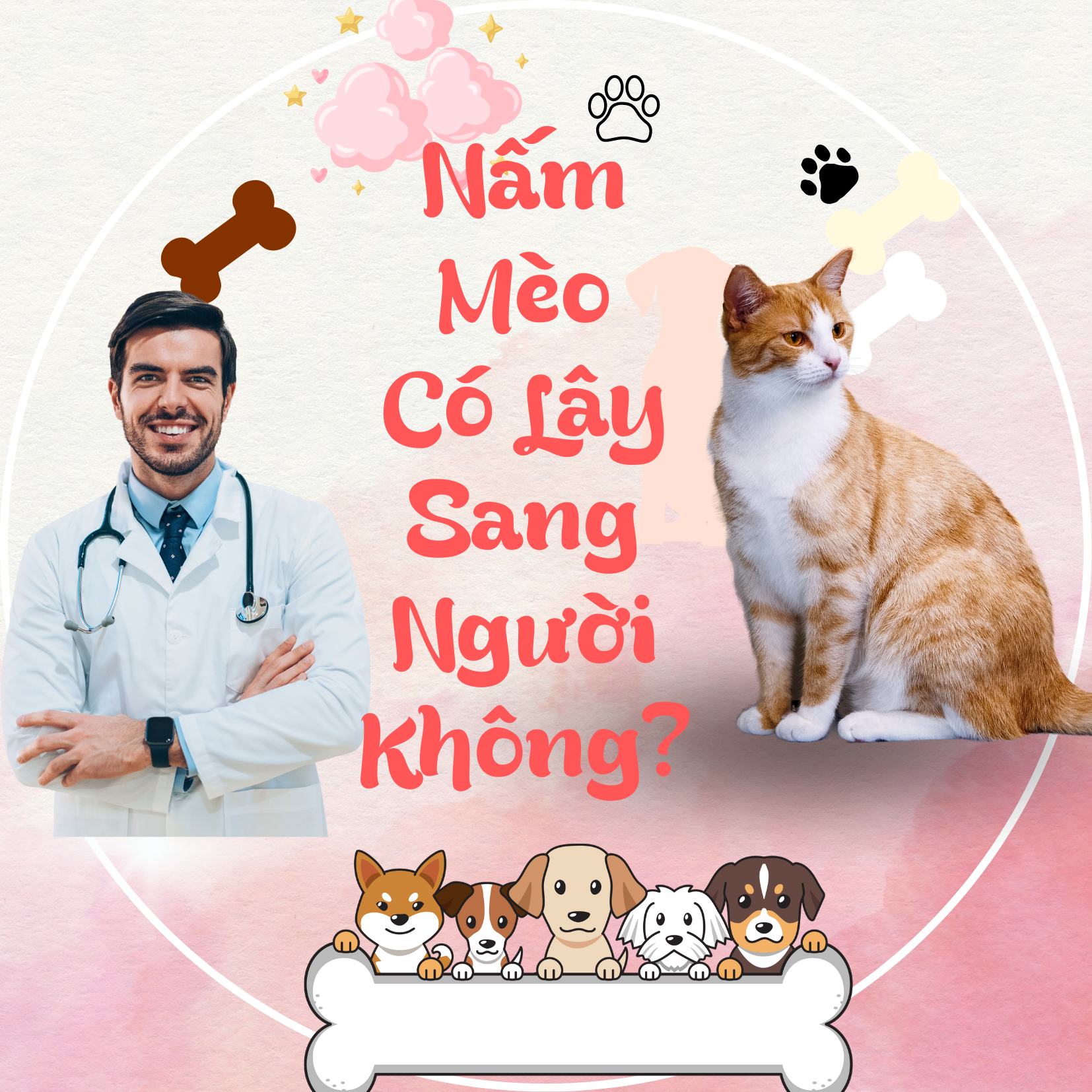 BỆNH NẤM Ở MÈO: CÓ LÂY SANG NGƯỜI KHÔNG?