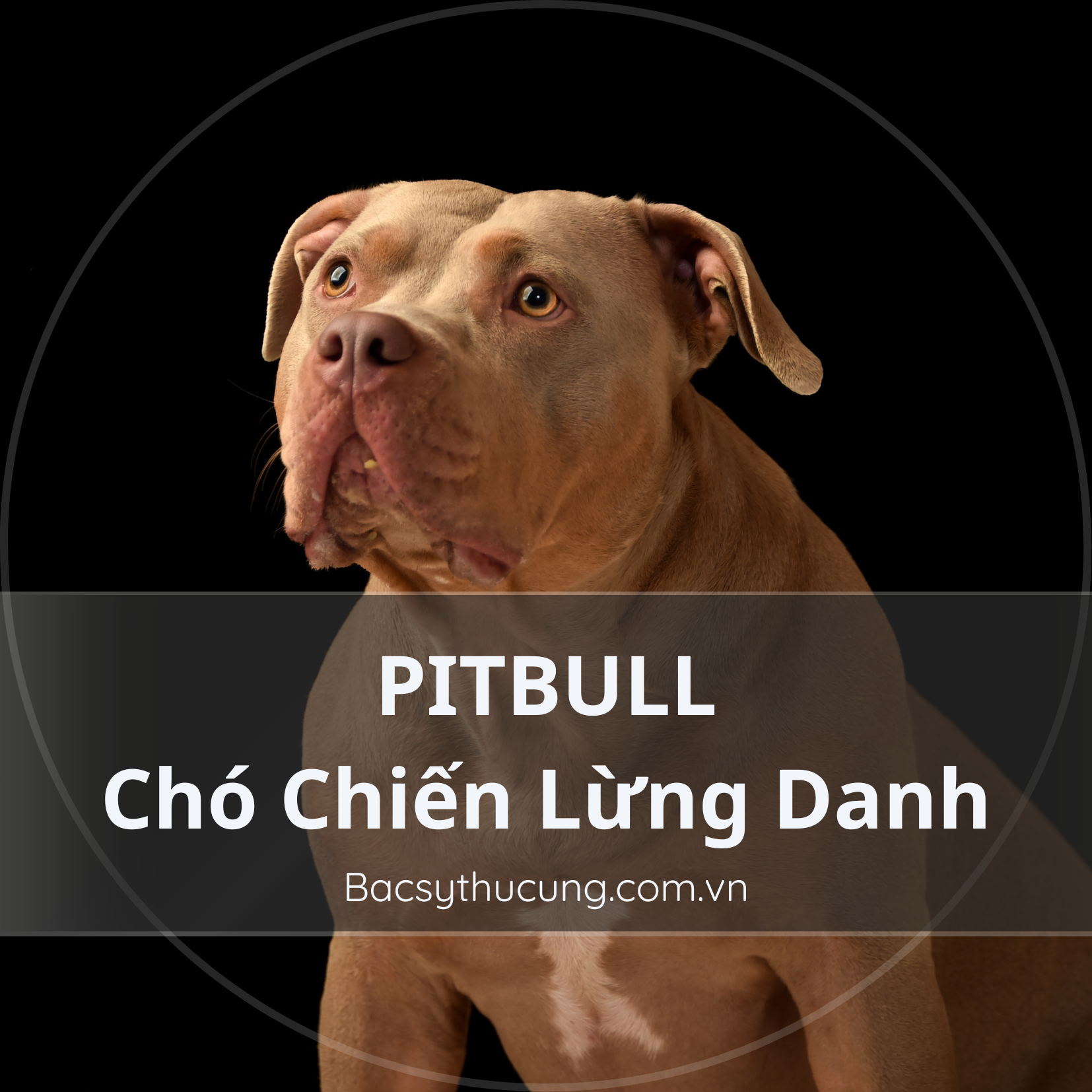 CHÓ PITBULL – HIỂU BIẾT VỀ GIỐNG CHÓ CHIẾN LỪNG DANH