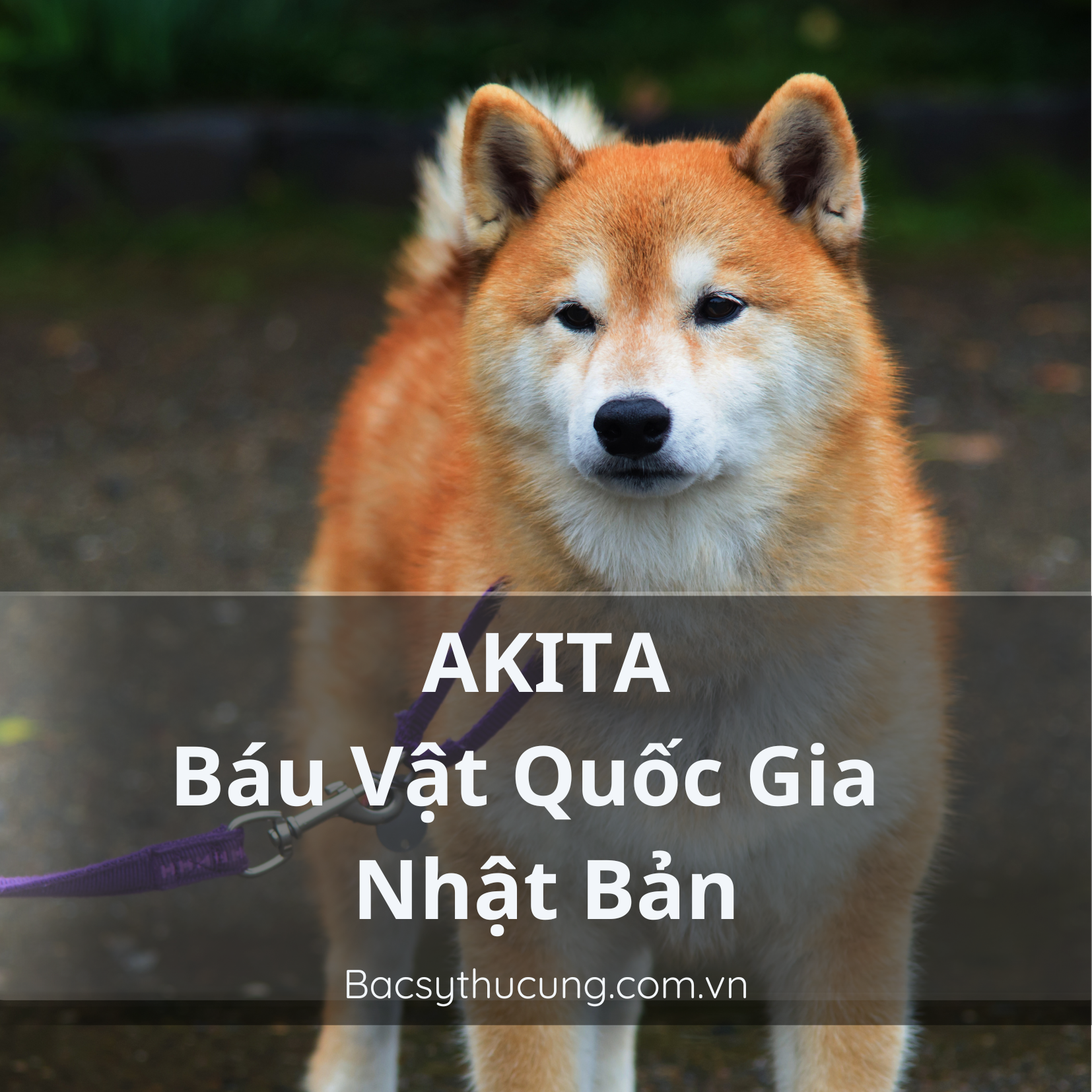 GIỐNG CHÓ AKITA BÁU VẬT QUỐC GIA CỦA NHẬT BẢN