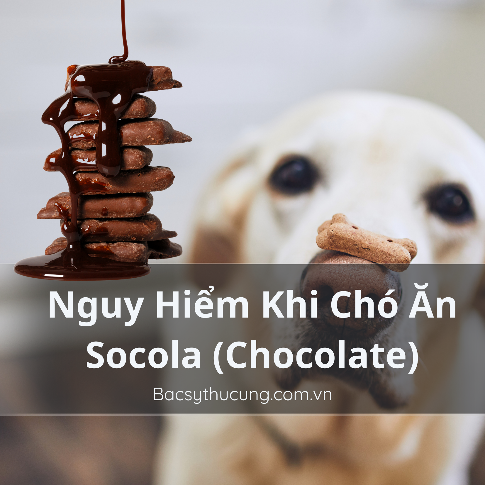 NGỘ ĐỘC SOCOLA Ở CHÓ