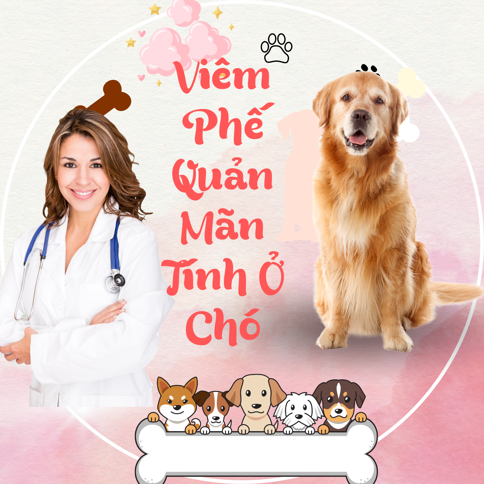 VIÊM PHẾ QUẢN MÃN TÍNH Ở CHÓ (COPD):  CÁC TRIỆU CHỨNG CẦN CHÚ Ý VÀ CÁCH ĐIỀU TRỊ