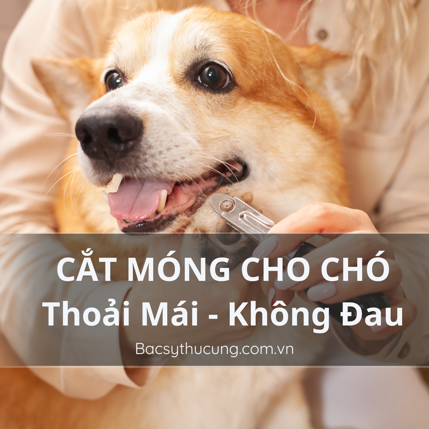 CÁCH CẮT MÓNG CHO CHÓ THOẢI MÁI NHẤT KHÔNG CĂNG THẲNG