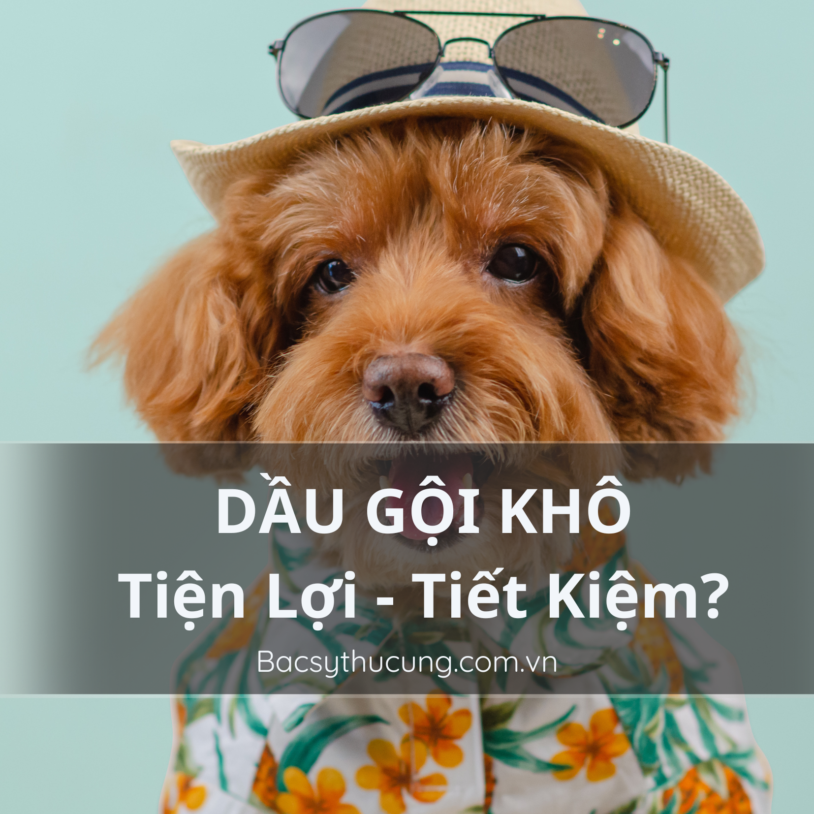 TẠI SAO DẦU GỘI KHÔ CHO CHÓ MÈO LÀ NGƯỜI BẠN TỐT NHẤT CỦA NGƯỜI NUÔI THÚ CƯNG