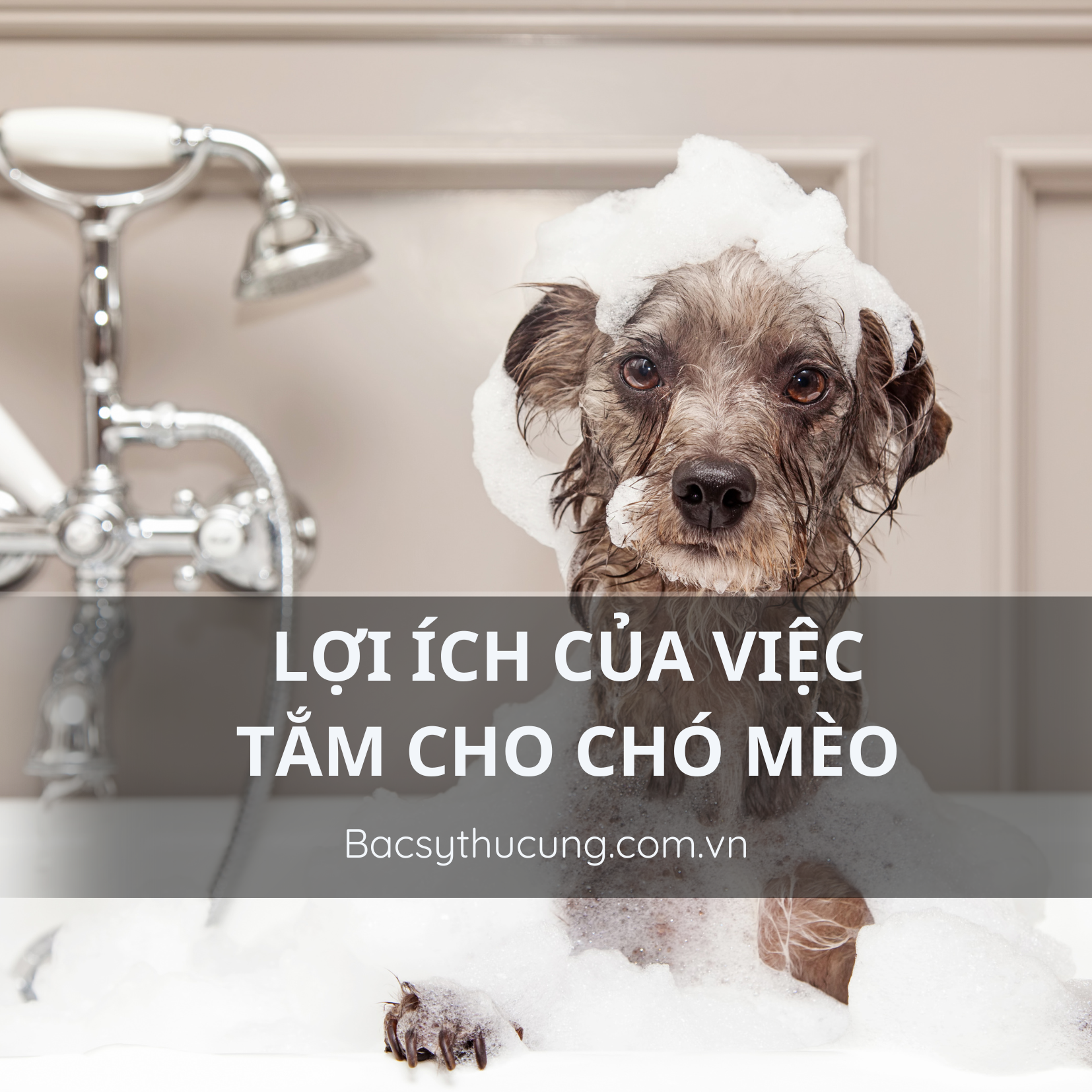 LỢI ÍCH CỦA VIỆC TẮM CHO CHÓ MÈO CỦA BẠN