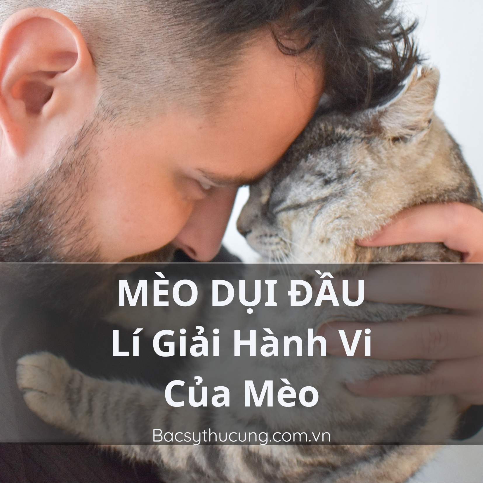 LÍ GIẢI HÀNH VI MÈO DỤI ĐẦU VÀO NGƯỜI