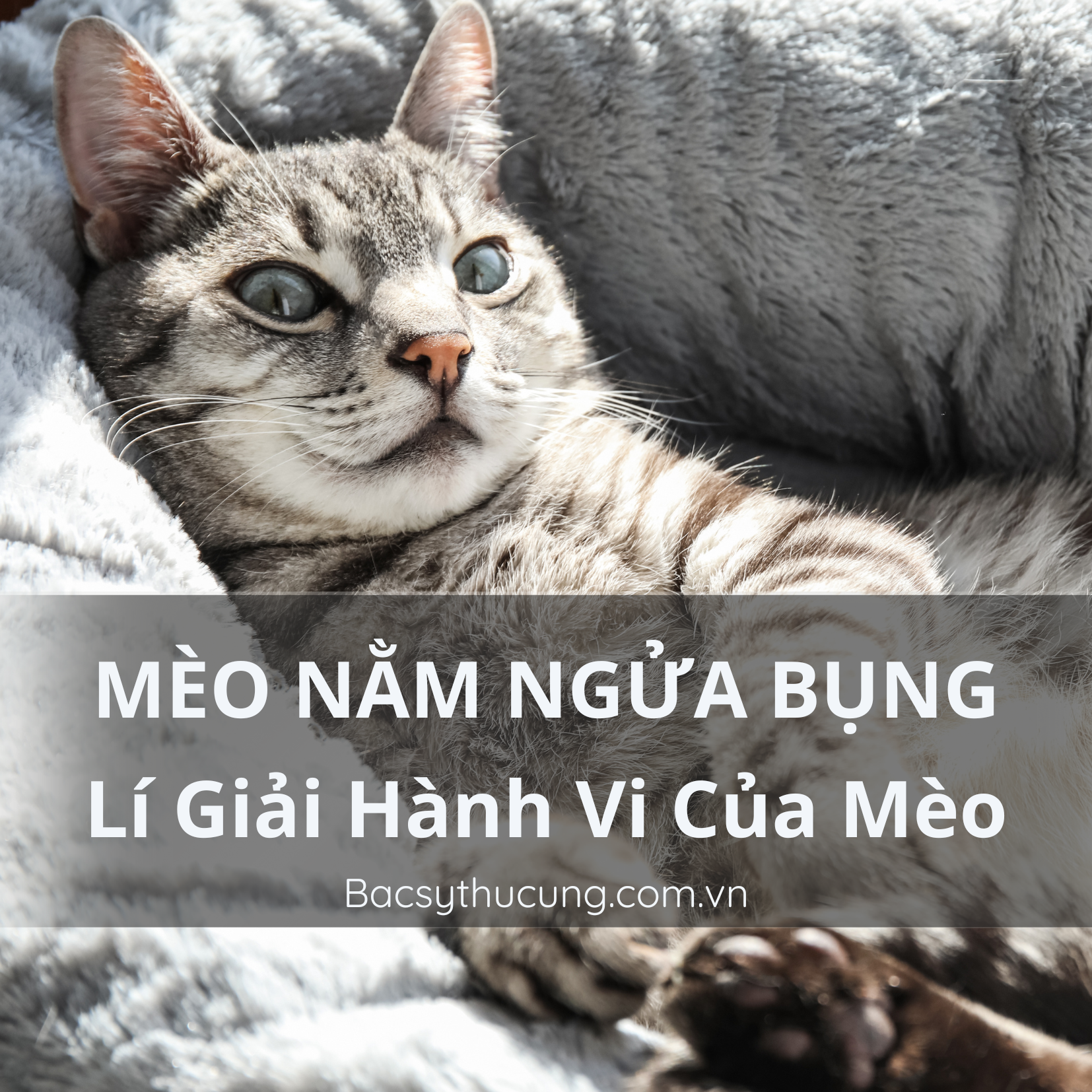 TẠI SAO MÈO NẰM NGỬA BỤNG