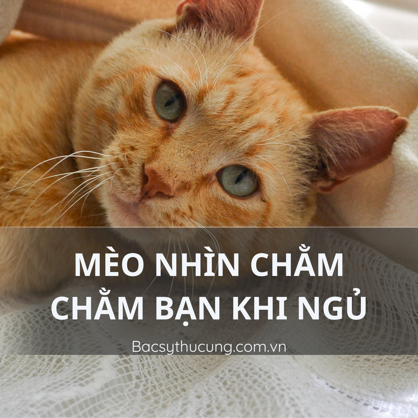 MÈO NHÌN CHẰM CHẰM BẠN KHI NGỦ