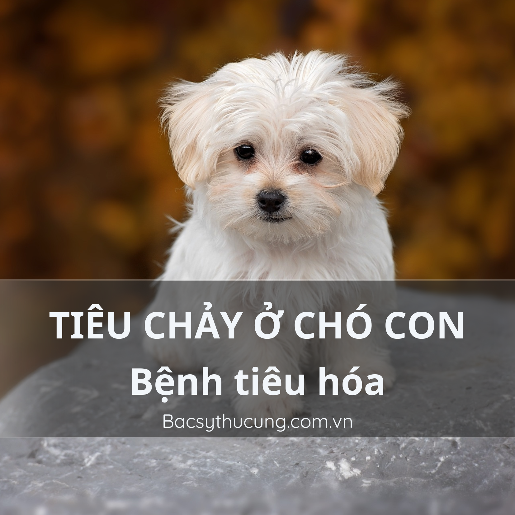 TIÊU CHẢY Ở CHÓ CON