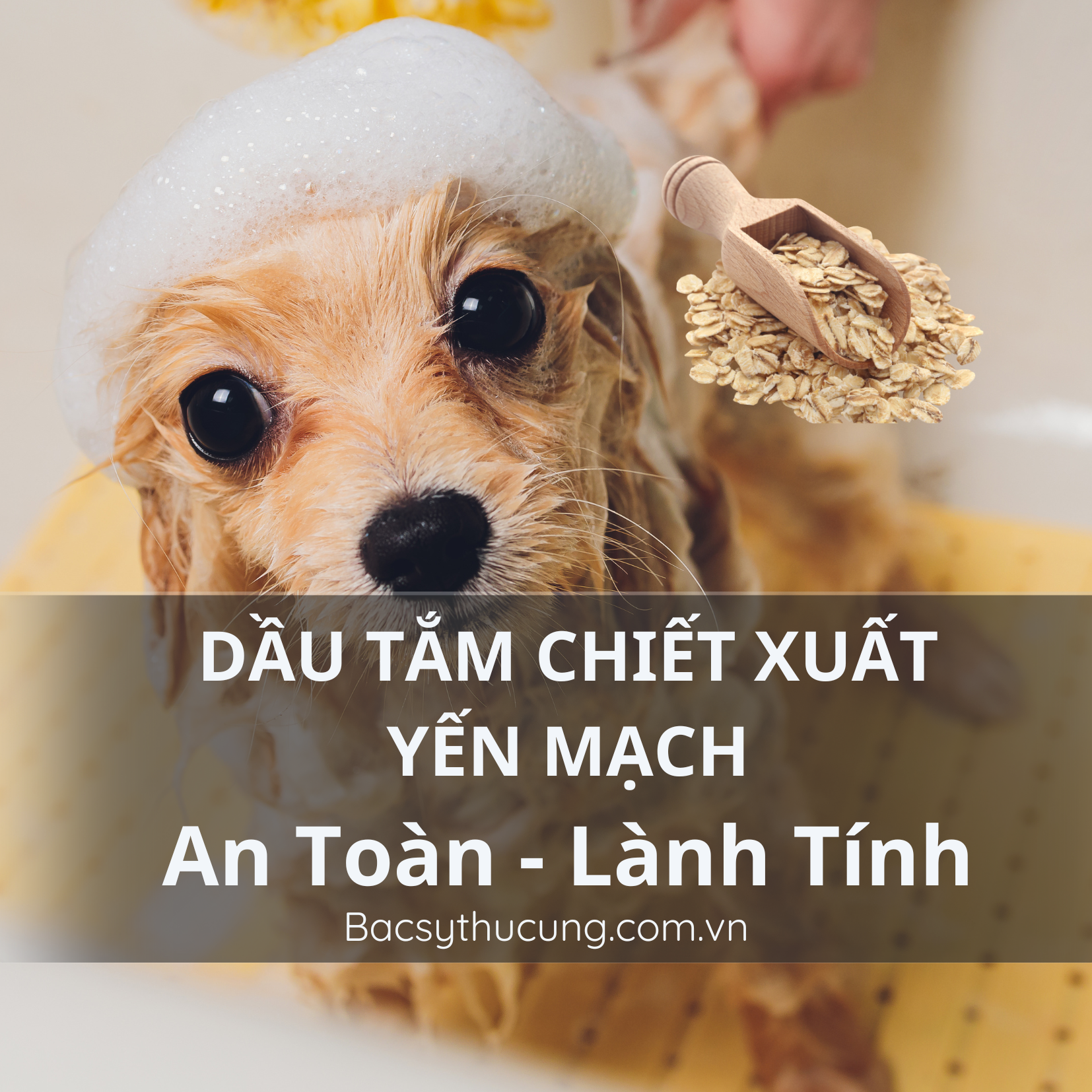 VÌ SAO NÊN DÙNG DẦU TẮM CHIẾT XUẤT YẾN MẠCH CHO CHÓ